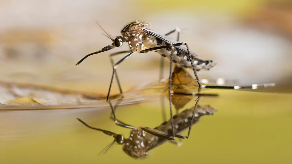Adult mosquitoes can lay up to 300 eggs at once and their lifecycle is relatively short.