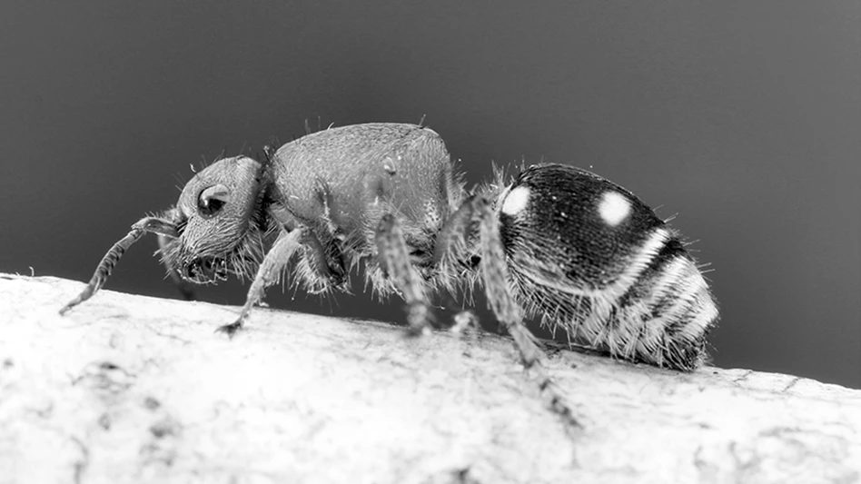 four-spotted velvet ant