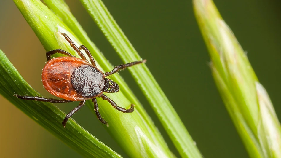 Does Winter  Fend Off Ticks?