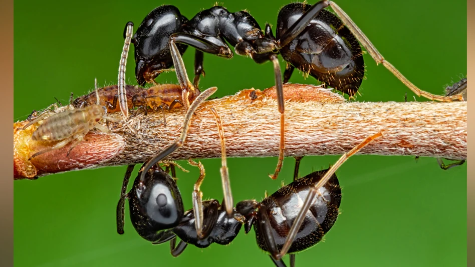 Two ants on tree branch collect honeydew from aphid.