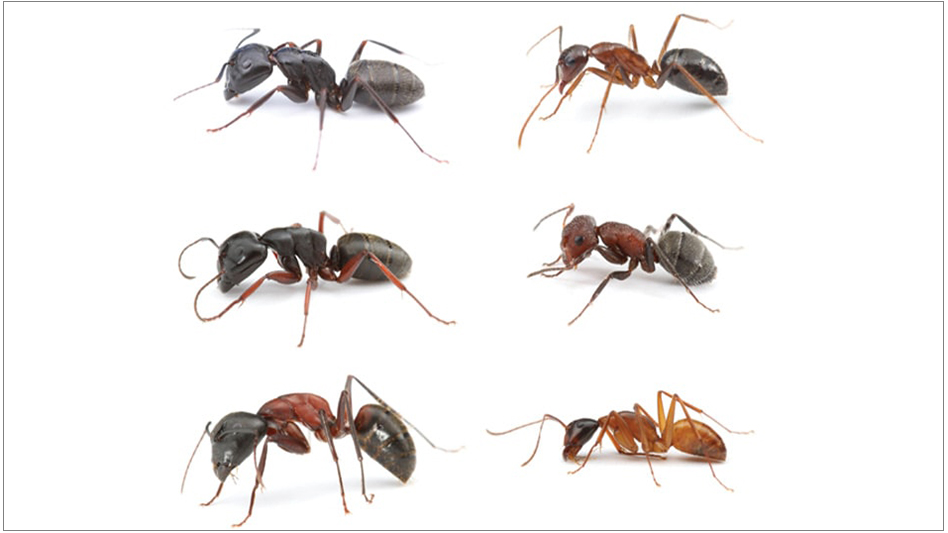 Lessons of a Lifetime Carpenter Ants Pest Control Technology