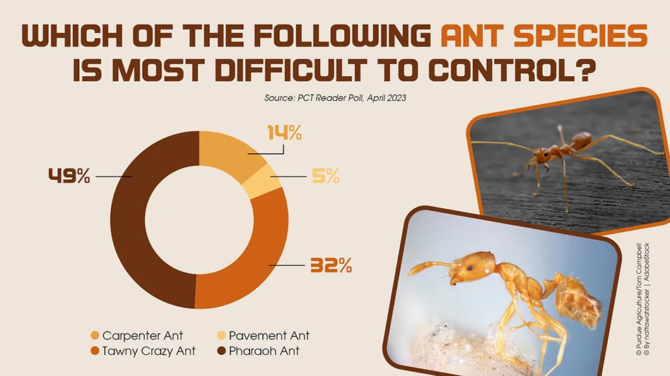 The Pulse ant survey