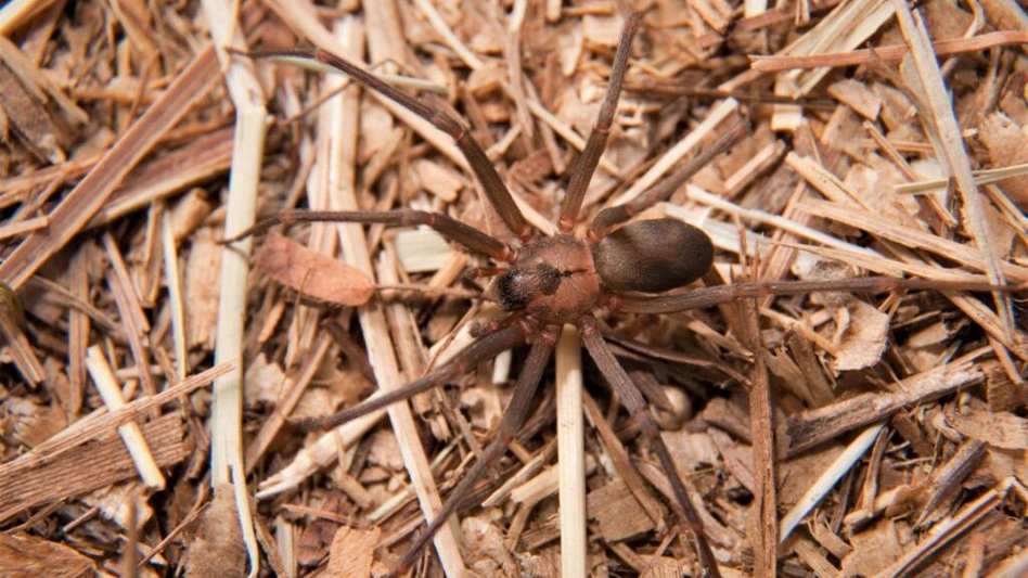 Brown recluse spiders are a venomous spider whose bite has been mythologized but that prefers to stay hidden away and avoid contact with humans.
