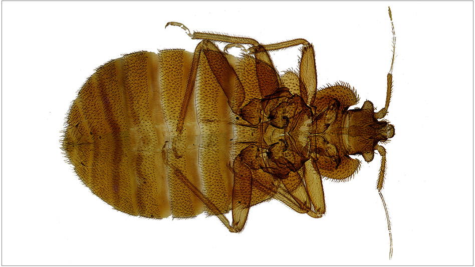 Hawaii Airport ReOpens Gates After Bed Bugs Forced Closure Pest
