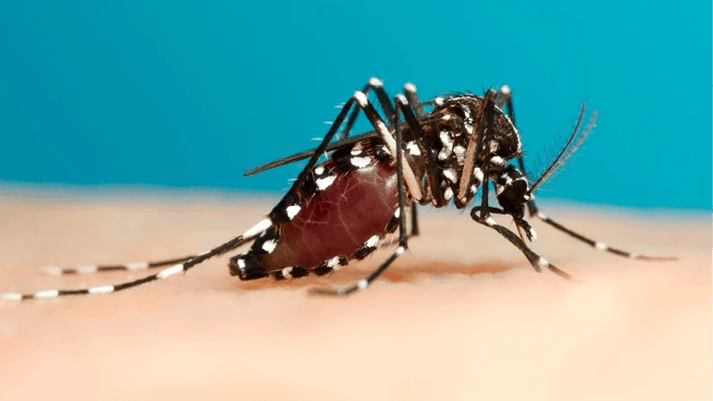 Female Asian tiger mosquito, Aedes albopictus.