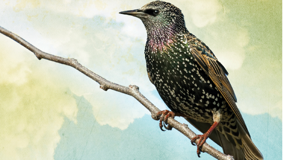 This Job Is for the Birds! Pest Control Technology