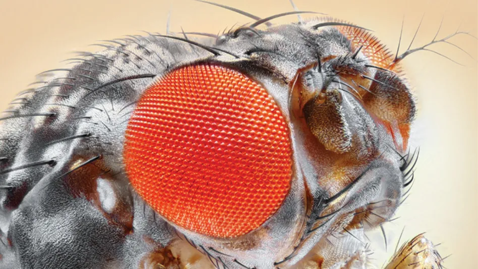 Fruit Flies - Pest Control Technology