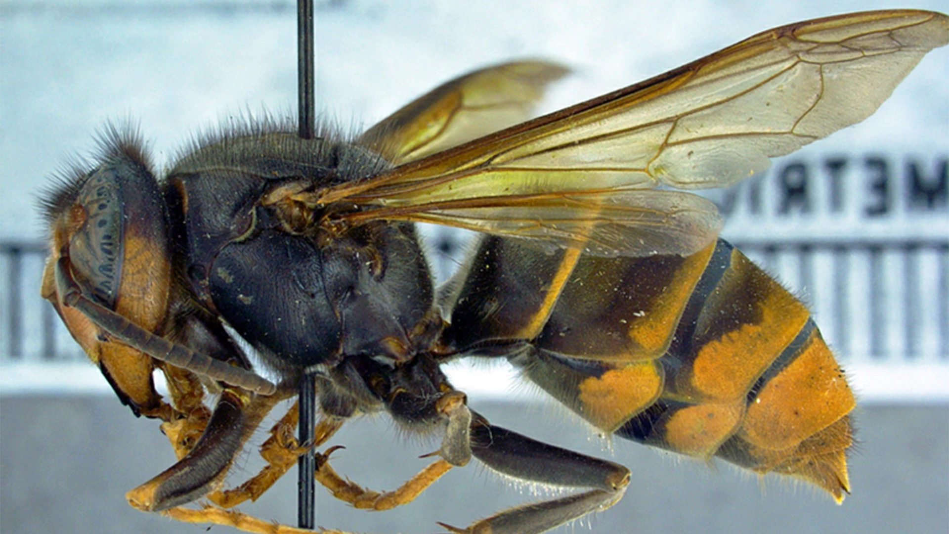 An invasive yellow-legged hornet.