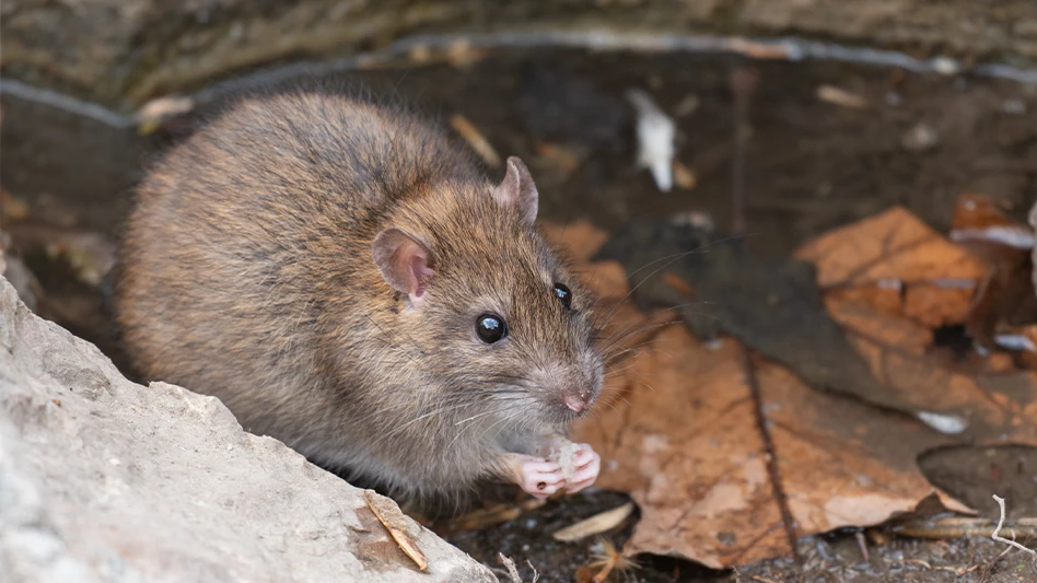 Know Something About the Habits of Mice