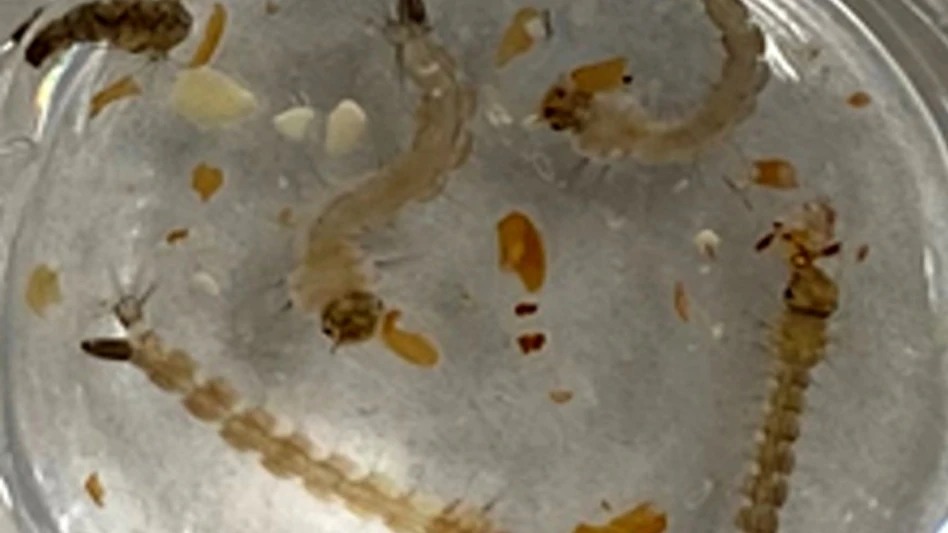 mosquito mustard usda ars