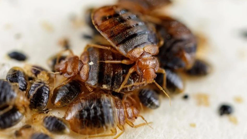 A colony of bed bugs.