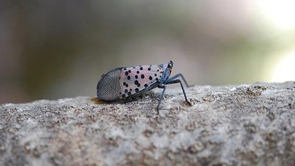 Profile of spotted lanternfly adult at rest. Note the wings are held tent-like over the back of the insect.