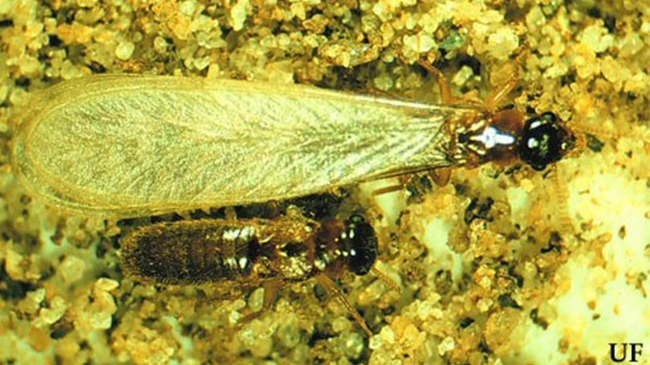Asian subterranean termite