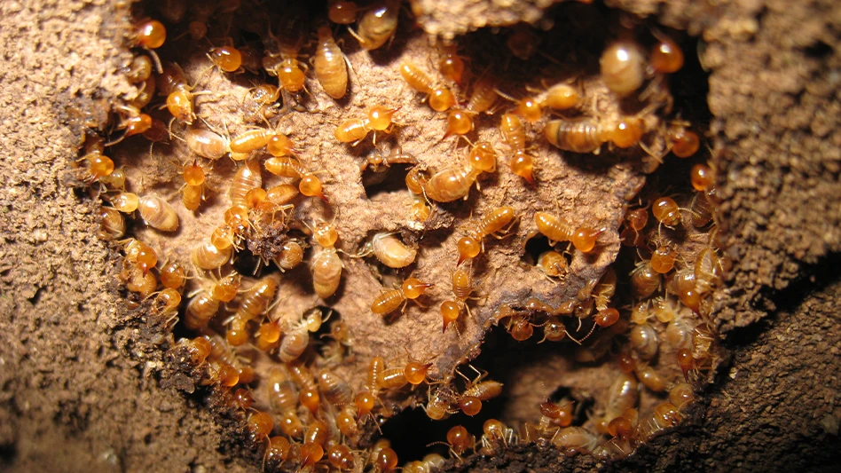 Colony of subterranean termites build nest beneath the tree trunk.