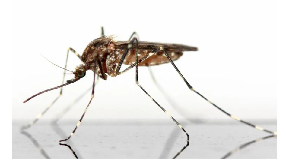 Photo: Baylor College of Medicine and Stanford School of Medicine