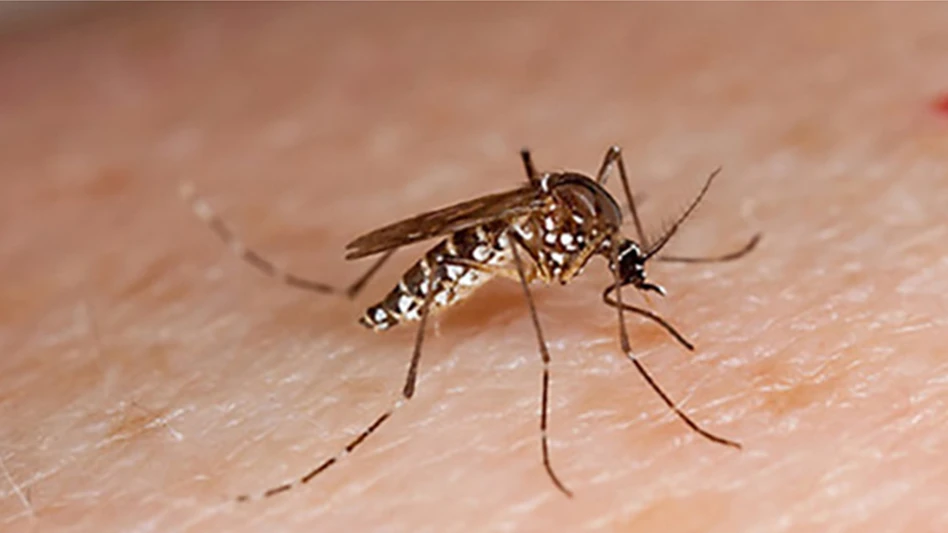 Aedes aegypti mosquito