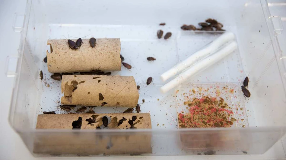 UC Professor Joshua Benoit and his students are studying the immune response of beetle-mimic cockroaches, which undergo massive physiological changes before giving birth. Their findings could have implications in the treatment of fibromyalgia and other autoimmune disorders in people.