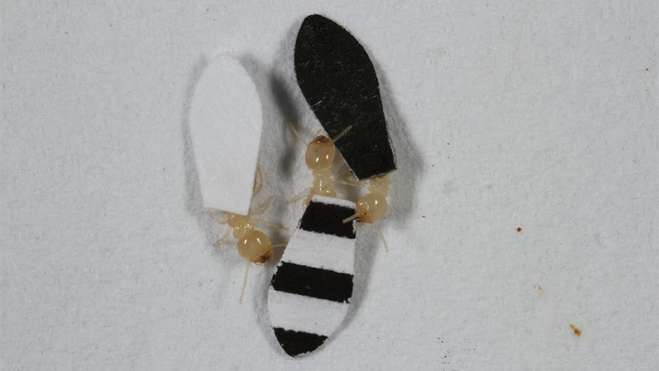 Termites with capes as part of an experiment about predation habits.