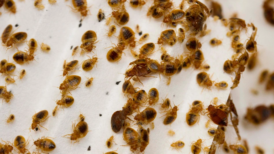 Bed bugs inside a homemade trap.