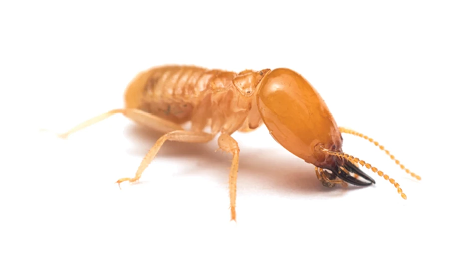 Formosan subterranean termite soldier