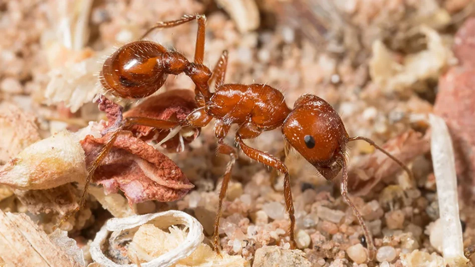 Harvester ants play many important roles in ecosystems. The Californian harvester ant (Pogonomyrmex californicus), pictured here, harvests seeds from a variety of plants, builds large nests which enhance soil nutrients, preys upon various arthropods, and is a food source for many insectivores.
