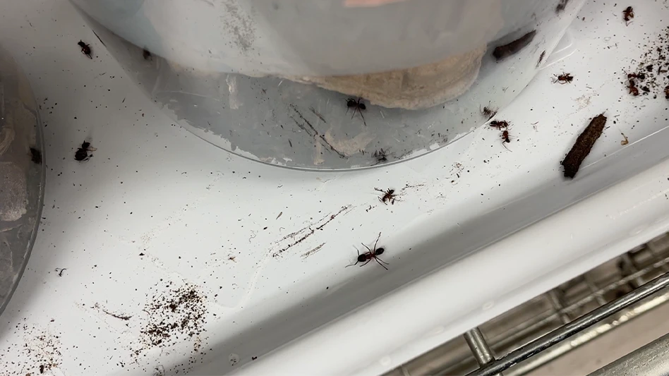 Ants inside the Purdue University Entomology Labs.
