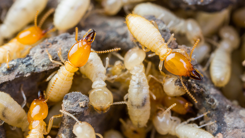 Termites & Mulch Pest Control Technology