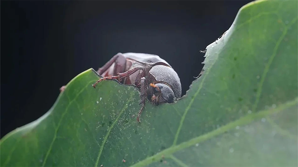Holotrichia parallela, the large black chafer beetle, is a serious agricultural pest in Asia. The beetles have an unusual mating strategy, with females emerging every other night and releasing a pheromone scent to attract males.