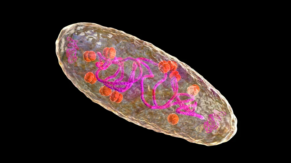 Plague bacterium Yersinia pestis, scientifically accurate 3D illustration showing structure of the cell with DNA, plasmids and ribosomes    https://www.deschutes.org/health/page/deschutes-county-confirms-case-human-plague-local-resident  Human Plague Case in Oregon Likely Spread by Pet Cat, Health Officials Report  A person in Deschutes County, Oregon, has been diagnosed with a case of bubonic plague, making them the state’s first confirmed case of this rare bacterial infection since 2015.  The person was probably infected by their cat, and “all close contacts of the resident and their pet have been contacted and provided medication to prevent illness,” Dr. Richard Fawcett, the Deschutes County health officer, said in a statement last week. Common antibiotics like gentamicin and fluoroquinolones are first-line treatment for plague, according to the US Centers for Disease Control and Prevention.  The infected person was “treated in the earlier stages of the disease,” according to the statement, and poses “little risk” to the community.  About seven human plague cases are reported each year in the United States, primarily in rural Southwest and Northwest areas, according to the CDC.  Plague is caused by the bacterium Yersinia pestis. Humans usually get it after being bitten by a flea that is carrying the bacterium or after encountering an infected animal.