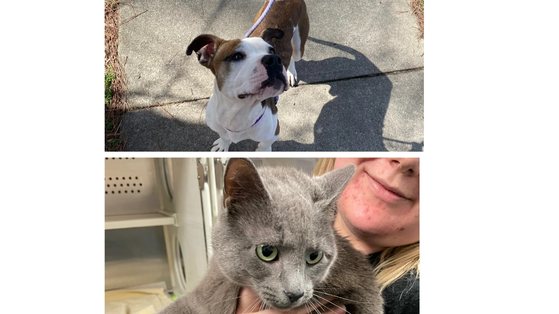 Courtesy of Triangle Pest Control