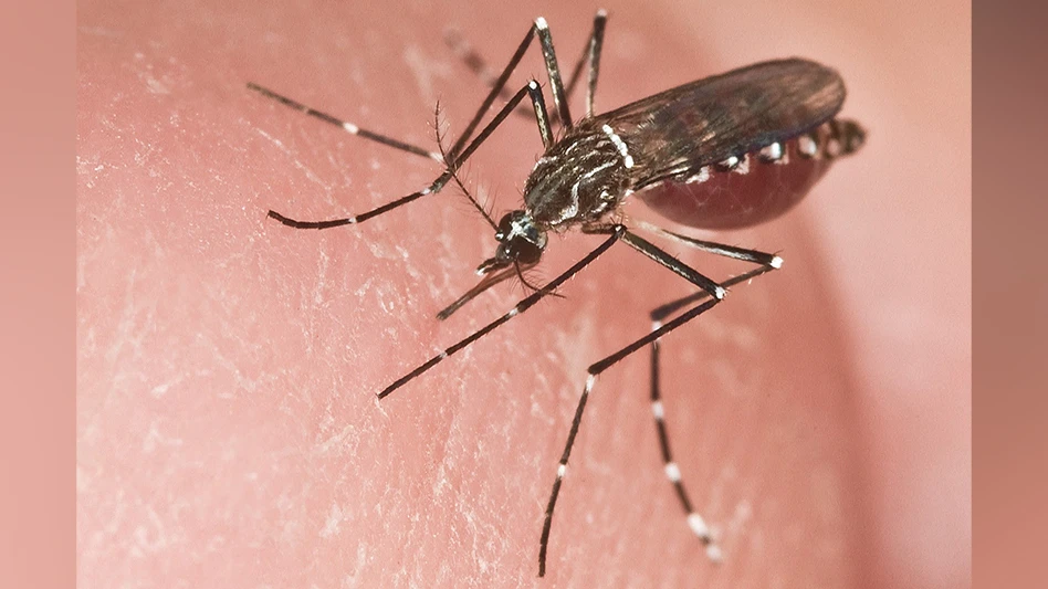 Aedes aegypti