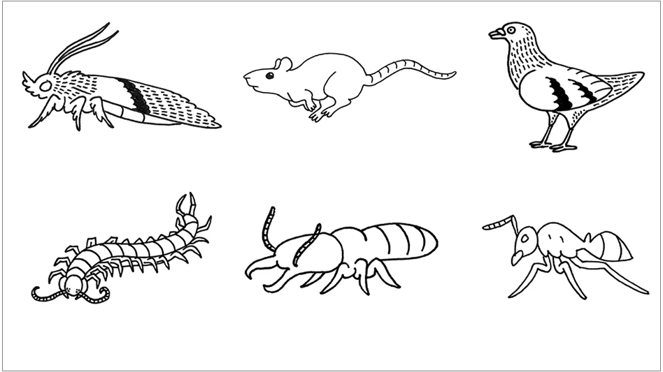 Illustrations courtesy of Natasha Wright