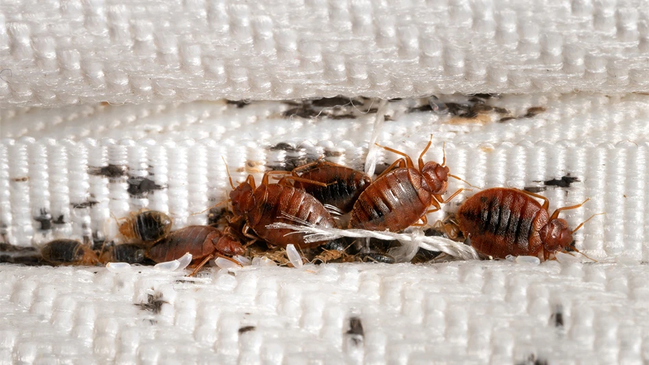 Group of bedbugs on the matress cloth