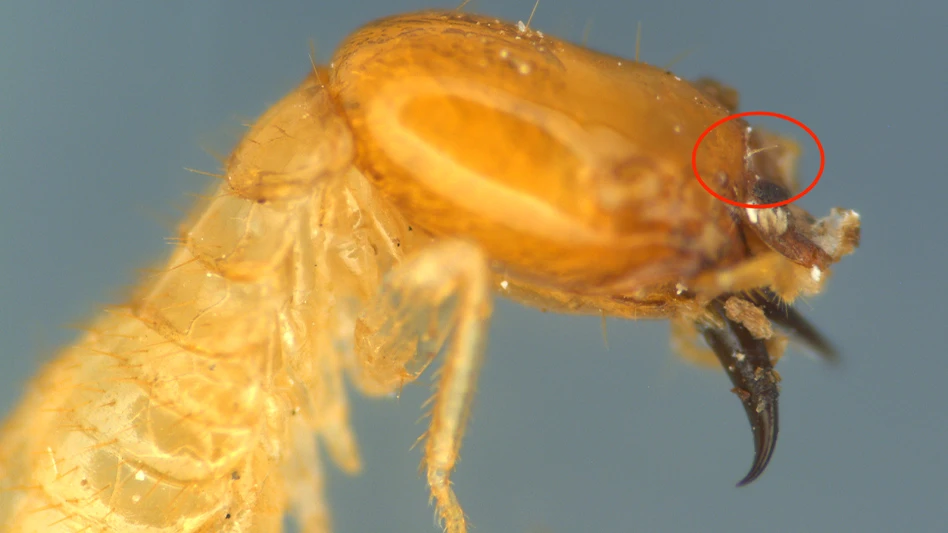 Asian subterranean termite