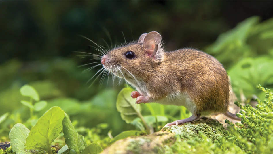 Deer mouse