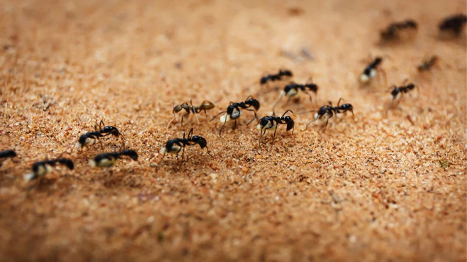 ants marching in line