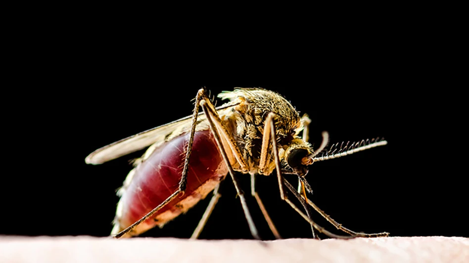 Aedes aegypti mosquito