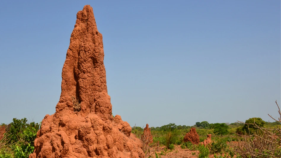 termite mound