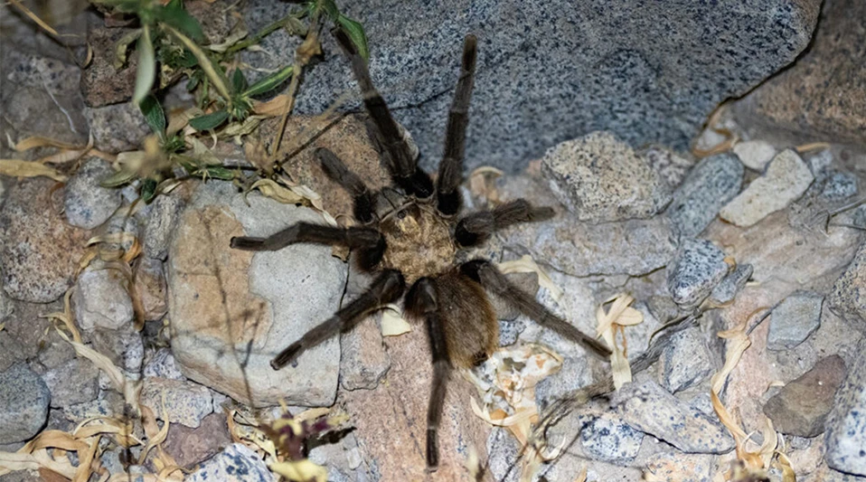 Texas Tarantula