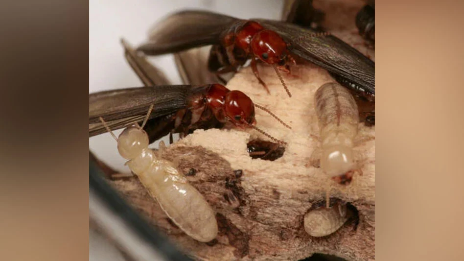 Western drywood termites