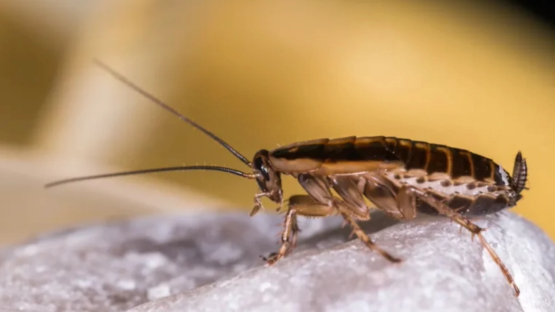 cockroaches-spread-humans