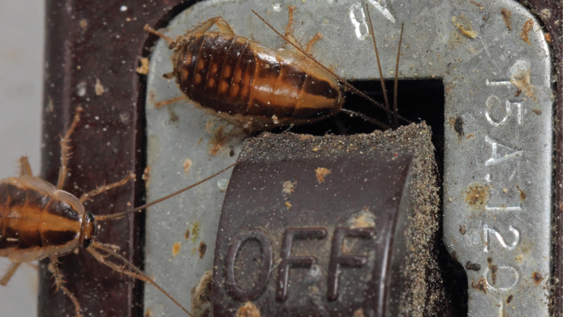 German cockroach nymph