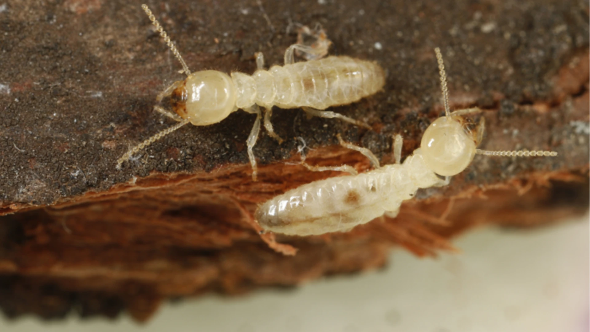 Eastern subterranean termites (Reticulitermes flavipes).
