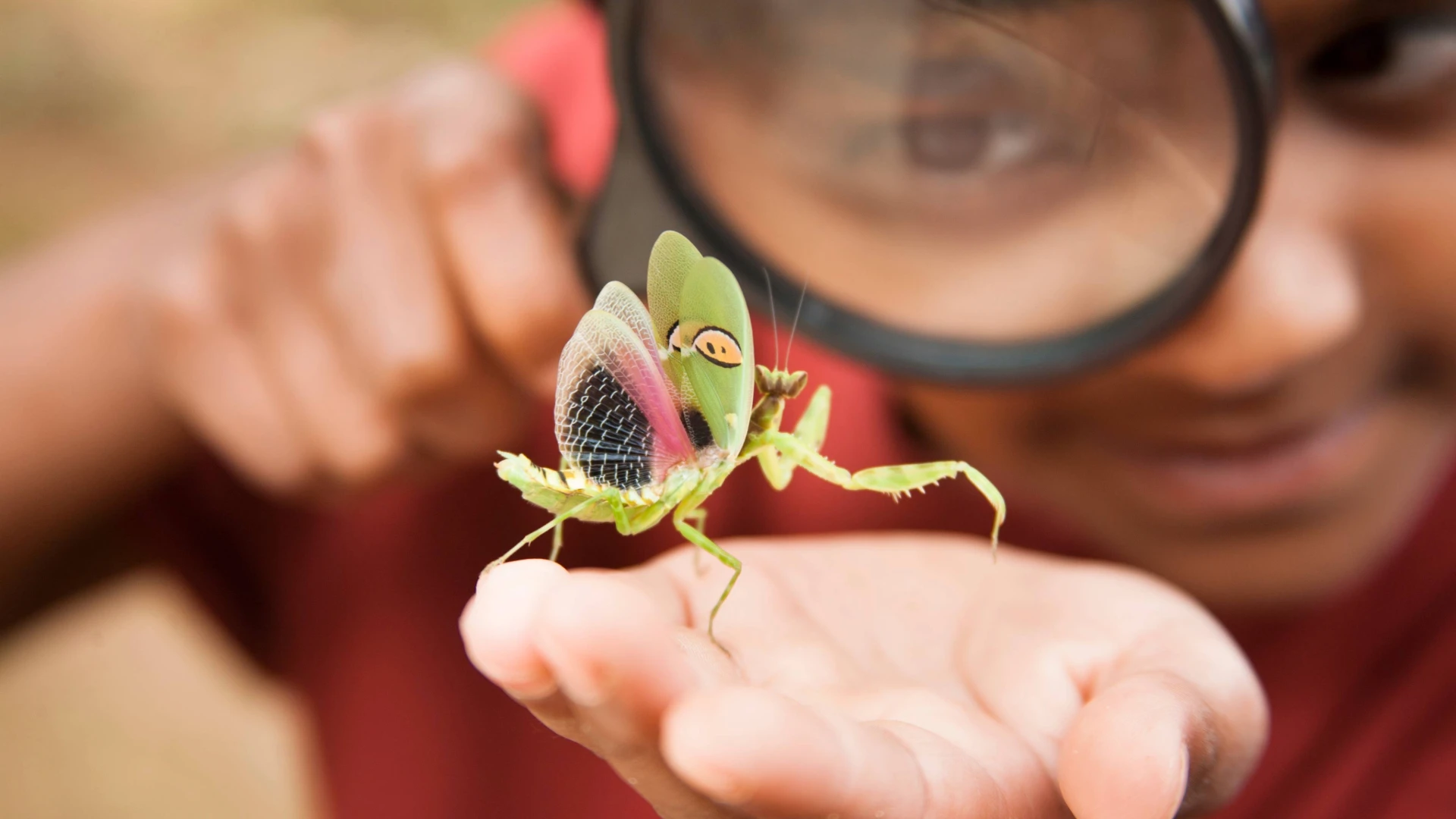 Elementary age boy enjoys discovering nature.