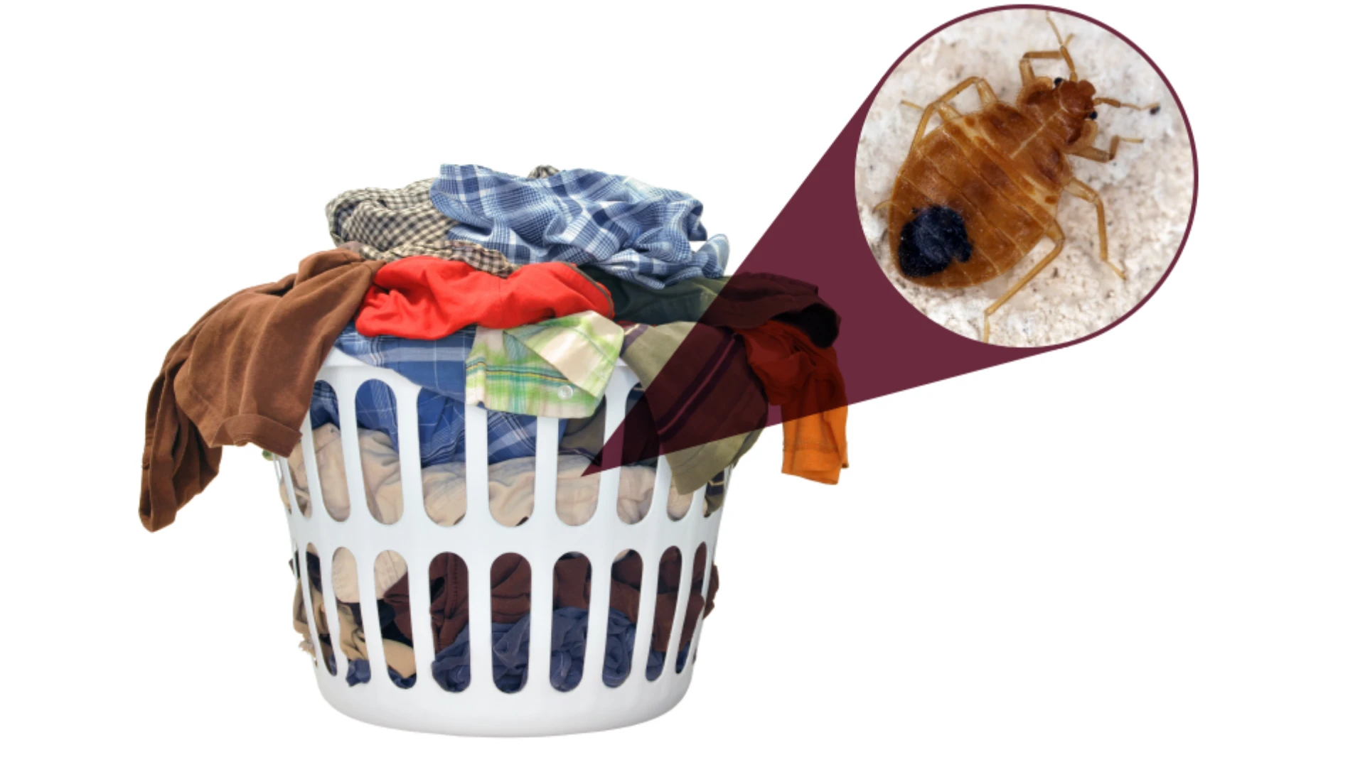 PMPs should check dirty clothes, where bed bugs sometimes like to aggregate.