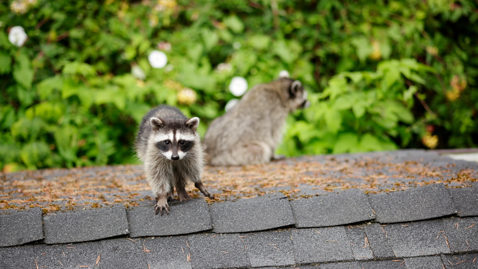 Tracking Down Nuisance Wildlife in Urban Settings