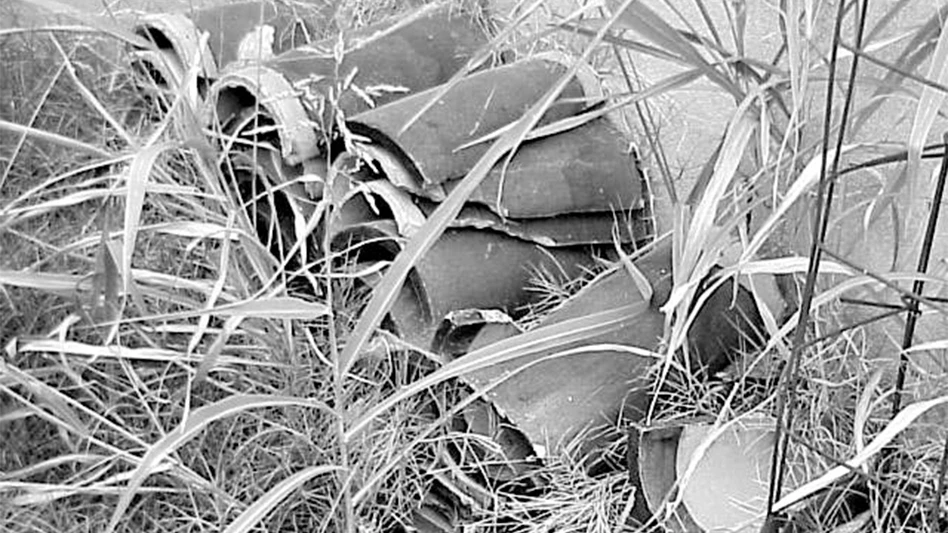 Brown Recluse Spider Management: Correcting Contributing Conditions