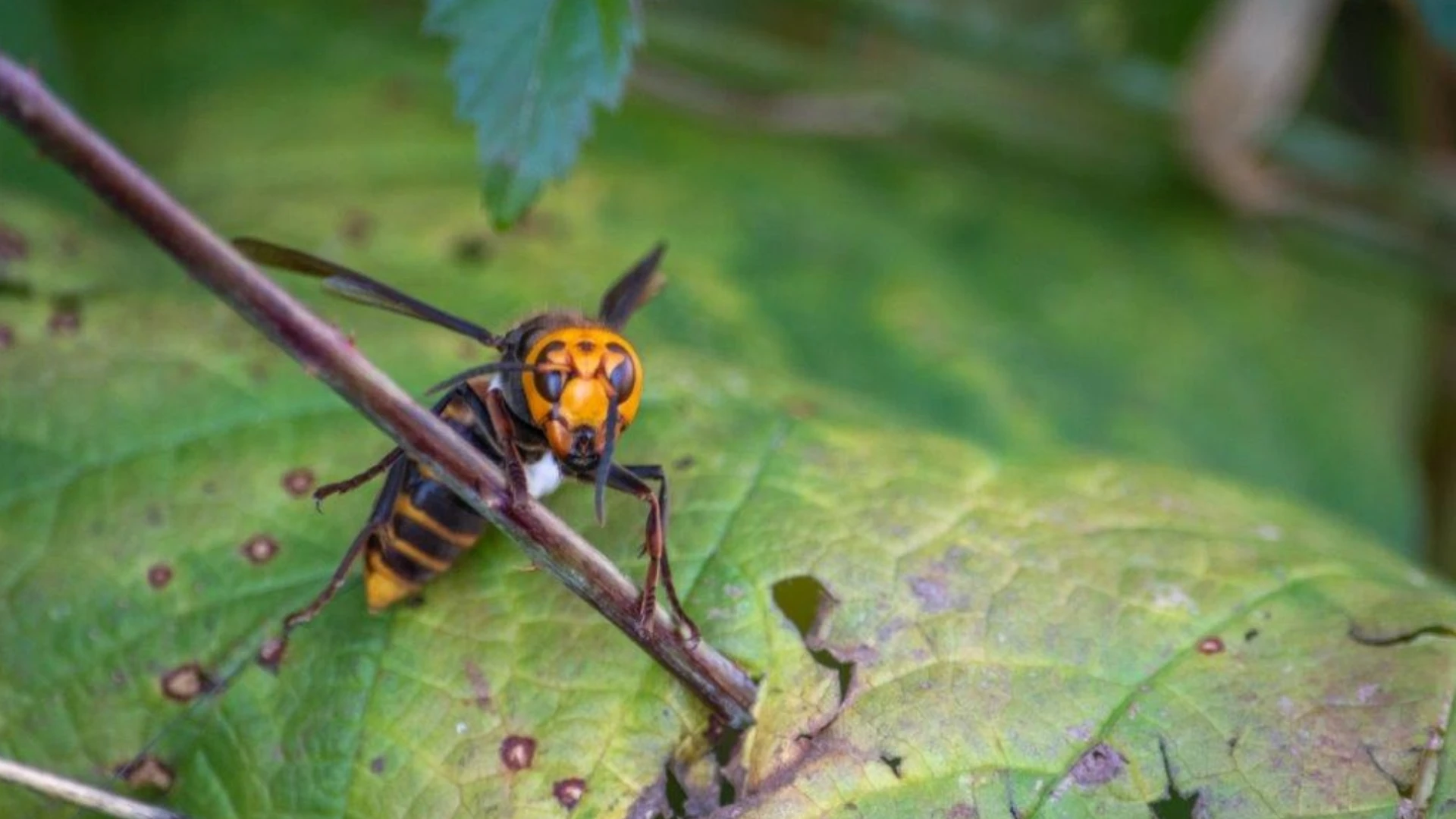 WSDA Investigating Northern Giant Hornet Report