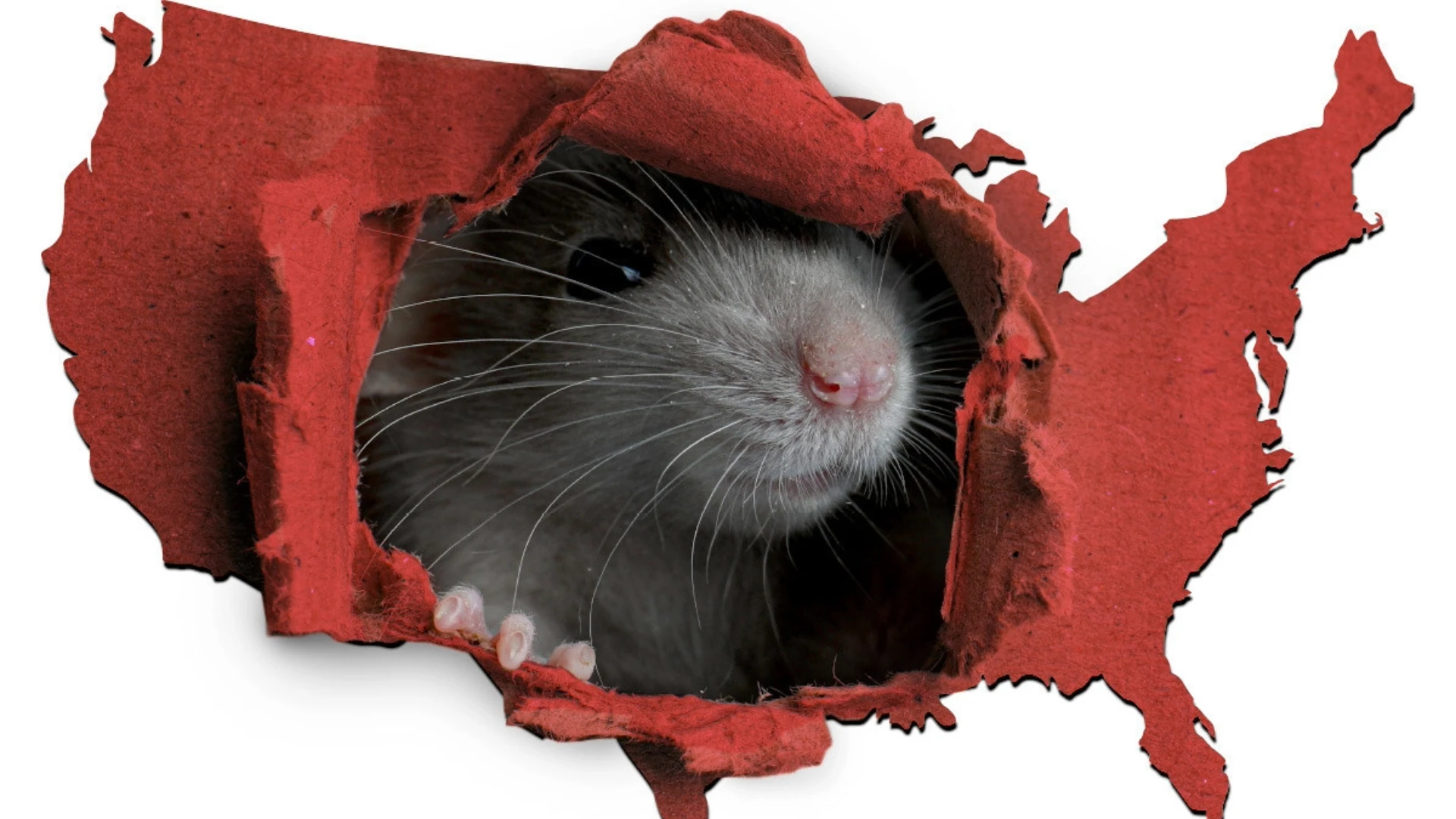Chicago Named No. 1 on Orkin's 'Rattiest Cities' List for 10 Consecutive Years