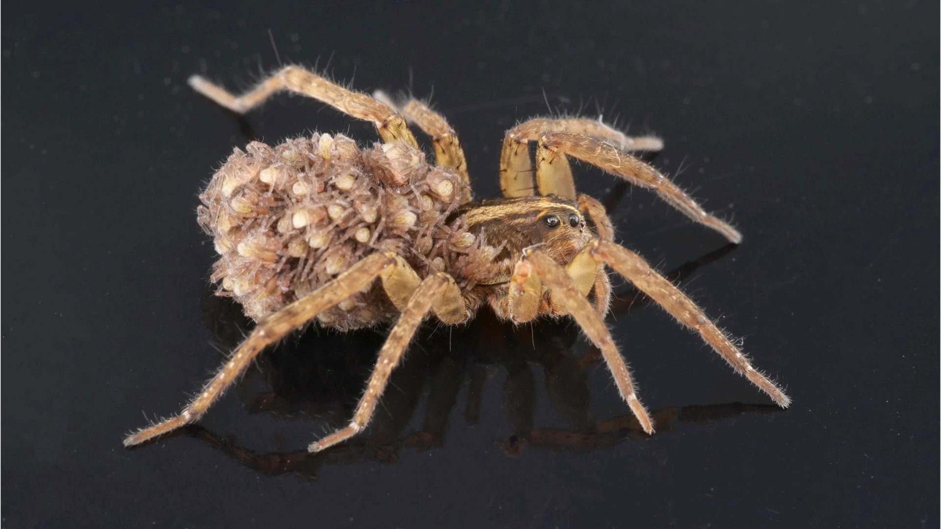 UF/IFAS Expert Unravels Truth on Spiders as Friend, Foe